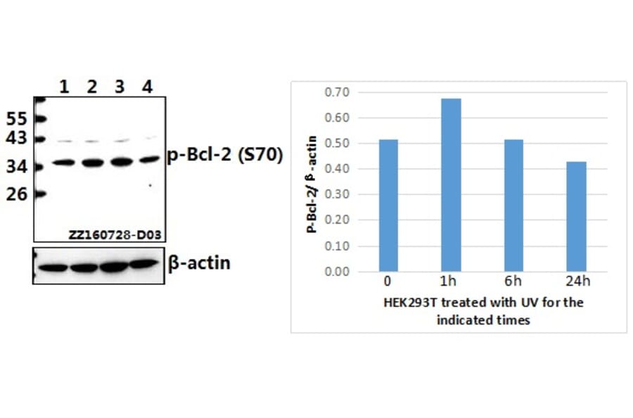 Anti-Bcl-2 (phospho-S70) Antibody from Bioworld Technology (BS4023) - Antibodies.com