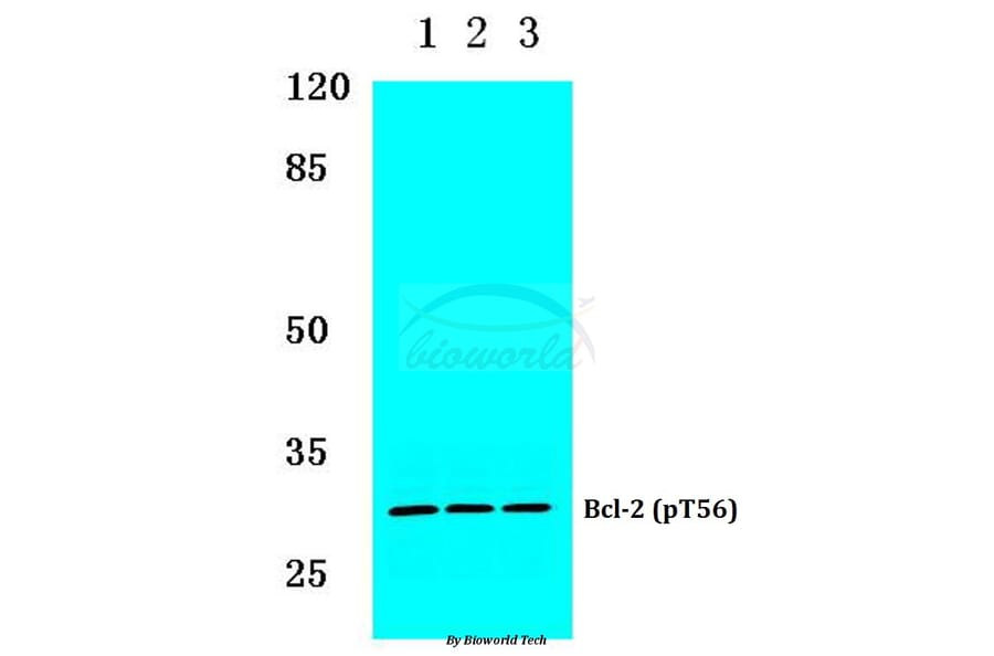 Anti-Bcl-2 (phospho-T56) Antibody from Bioworld Technology (BS4024) - Antibodies.com