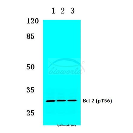 Anti-Bcl-2 (phospho-T56) Antibody from Bioworld Technology (BS4024) - Antibodies.com