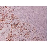 Anti-Bcl-2 (phospho-T56) Antibody from Bioworld Technology (BS4024) - Antibodies.com
