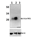Anti-Bcl-X (phospho-S62) Antibody from Bioworld Technology (BS4025) - Antibodies.com
