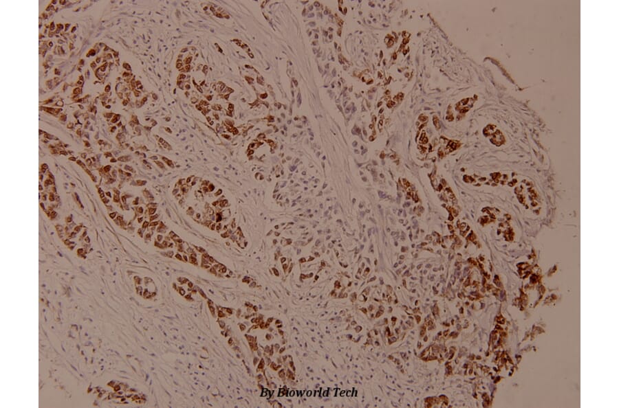 Anti-Bcl-X (phospho-S62) Antibody from Bioworld Technology (BS4025) - Antibodies.com