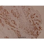 Anti-Bcl-X (phospho-S62) Antibody from Bioworld Technology (BS4025) - Antibodies.com