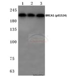 Anti-BRCA1 (phospho-S1524) Antibody from Bioworld Technology (BS4027) - Antibodies.com