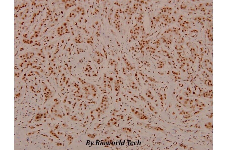Anti-C/EBP-β (phospho-T235/188) Antibody from Bioworld Technology (BS4029) - Antibodies.com
