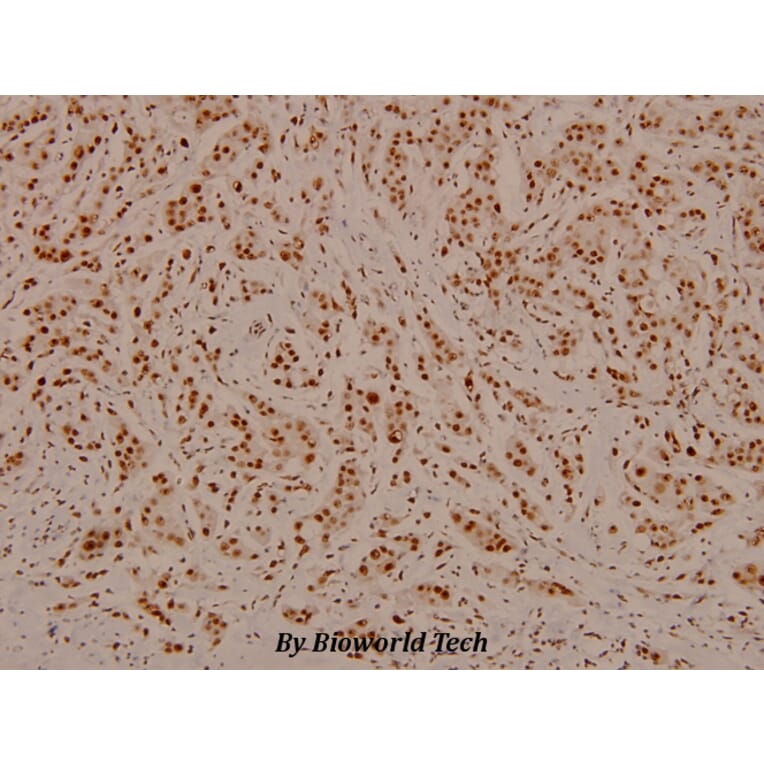 Anti-C/EBP-β (phospho-T235/188) Antibody from Bioworld Technology (BS4029) - Antibodies.com