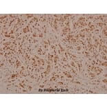 Anti-C/EBP-β (phospho-T235/188) Antibody from Bioworld Technology (BS4029) - Antibodies.com