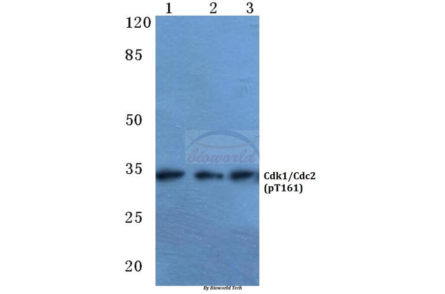 Anti-Cdk1/Cdc2 (phospho-T161) Antibody from Bioworld Technology (BS4033) - Antibodies.com