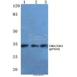 Anti-Cdk1/Cdc2 (phospho-T161) Antibody from Bioworld Technology (BS4033) - Antibodies.com