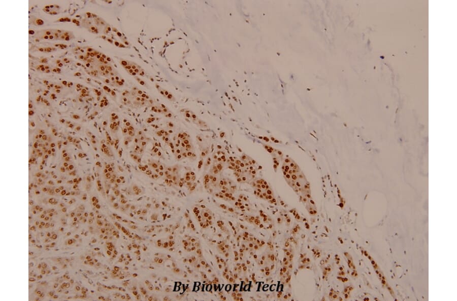 Anti-Cdk1/Cdc2 (phospho-T161) Antibody from Bioworld Technology (BS4033) - Antibodies.com