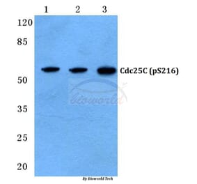Anti-Cdc25C (phospho-S216) Antibody from Bioworld Technology (BS4035) - Antibodies.com