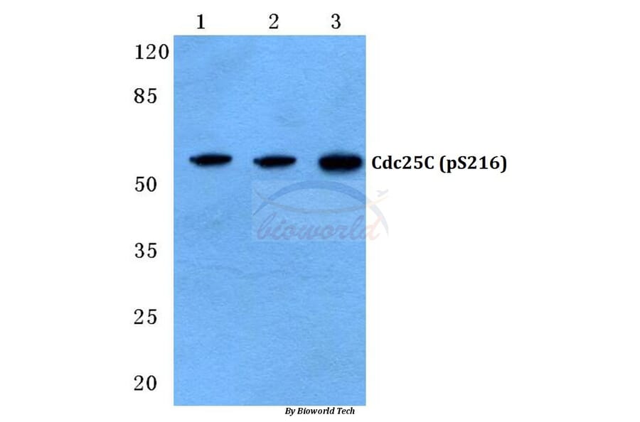 Anti-Cdc25C (phospho-S216) Antibody from Bioworld Technology (BS4035) - Antibodies.com