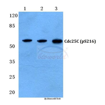 Anti-Cdc25C (phospho-S216) Antibody from Bioworld Technology (BS4035) - Antibodies.com