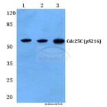 Anti-Cdc25C (phospho-S216) Antibody from Bioworld Technology (BS4035) - Antibodies.com