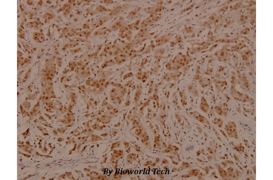 Anti-Cdc25C (phospho-S216) Antibody from Bioworld Technology (BS4035) - Antibodies.com