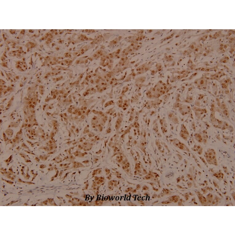 Anti-Cdc25C (phospho-S216) Antibody from Bioworld Technology (BS4035) - Antibodies.com