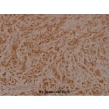 Anti-Cdc25C (phospho-S216) Antibody from Bioworld Technology (BS4035) - Antibodies.com