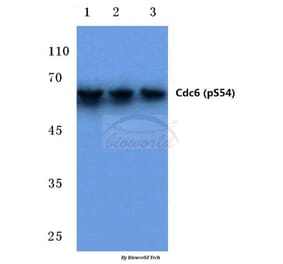 Anti-Cdc6 (phospho-S54) Antibody from Bioworld Technology (BS4036) - Antibodies.com