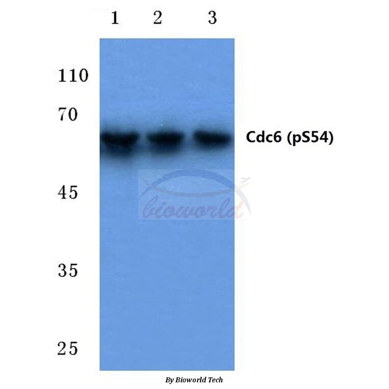 Anti-Cdc6 (phospho-S54) Antibody from Bioworld Technology (BS4036) - Antibodies.com