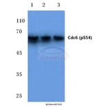 Anti-Cdc6 (phospho-S54) Antibody from Bioworld Technology (BS4036) - Antibodies.com