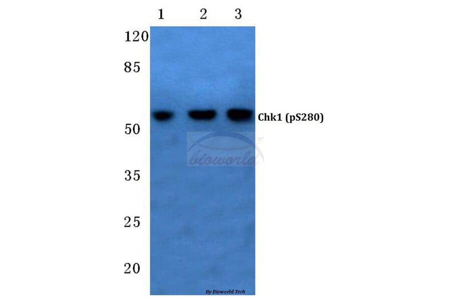 Anti-Chk1 (phospho-S280) Antibody from Bioworld Technology (BS4039) - Antibodies.com