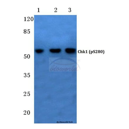 Anti-Chk1 (phospho-S280) Antibody from Bioworld Technology (BS4039) - Antibodies.com