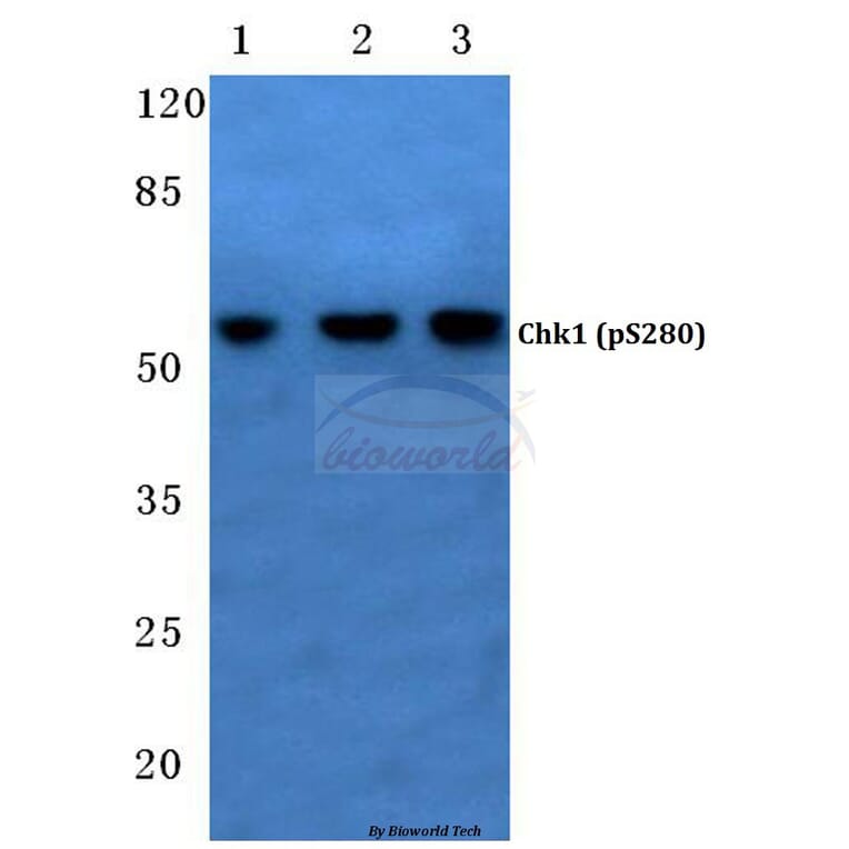 Anti-Chk1 (phospho-S280) Antibody from Bioworld Technology (BS4039) - Antibodies.com