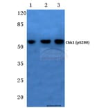 Anti-Chk1 (phospho-S280) Antibody from Bioworld Technology (BS4039) - Antibodies.com