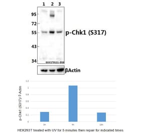 Anti-Chk1 (phospho-S317) Antibody from Bioworld Technology (BS4040) - Antibodies.com