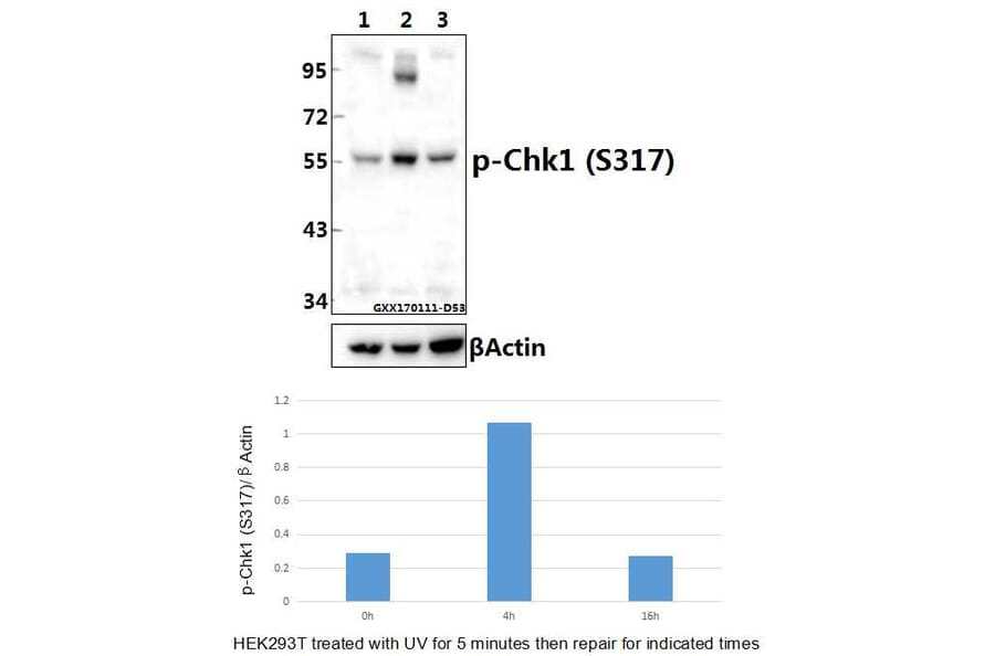 Anti-Chk1 (phospho-S317) Antibody from Bioworld Technology (BS4040) - Antibodies.com