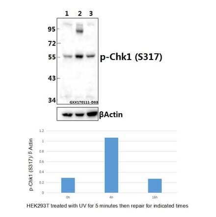 Anti-Chk1 (phospho-S317) Antibody from Bioworld Technology (BS4040) - Antibodies.com