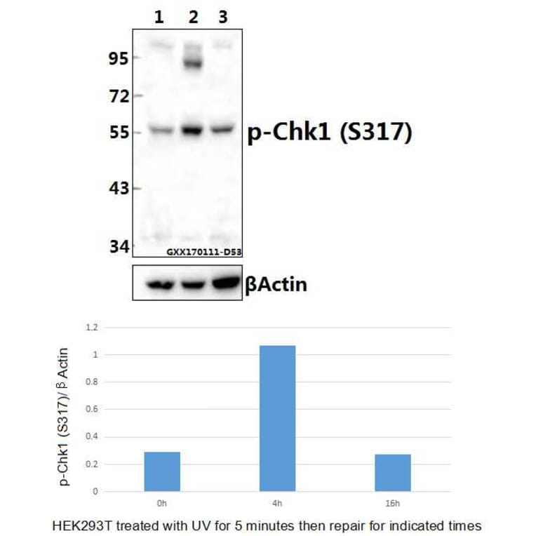 Anti-Chk1 (phospho-S317) Antibody from Bioworld Technology (BS4040) - Antibodies.com