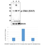 Anti-Chk1 (phospho-S317) Antibody from Bioworld Technology (BS4040) - Antibodies.com