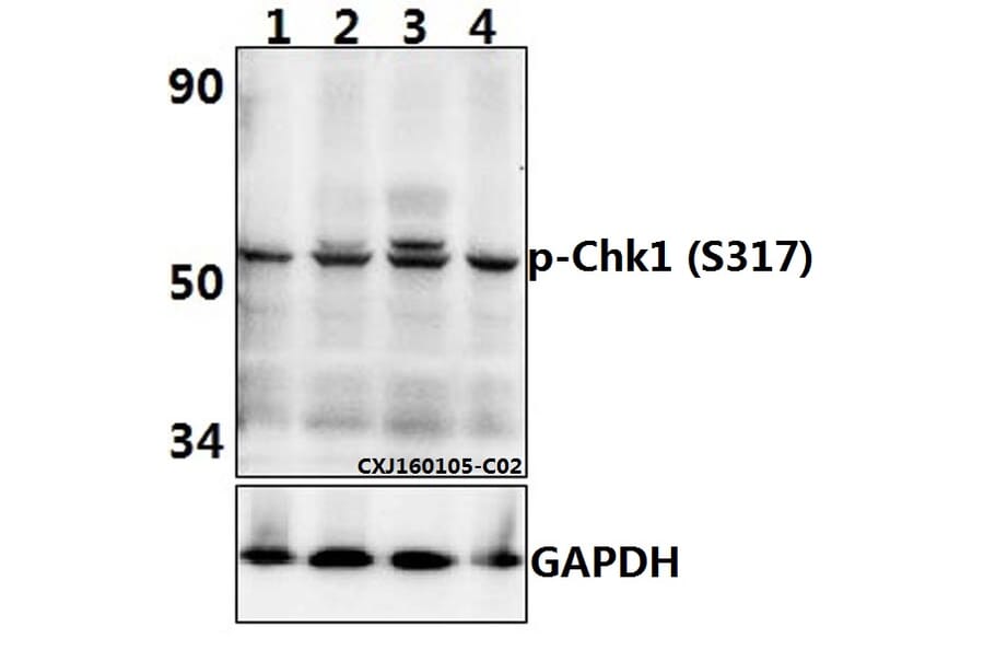 Anti-Chk1 (phospho-S317) Antibody from Bioworld Technology (BS4040) - Antibodies.com