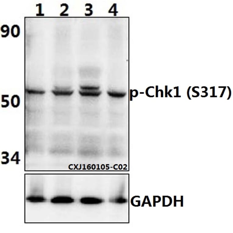 Anti-Chk1 (phospho-S317) Antibody from Bioworld Technology (BS4040) - Antibodies.com