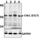 Anti-Chk1 (phospho-S317) Antibody from Bioworld Technology (BS4040) - Antibodies.com