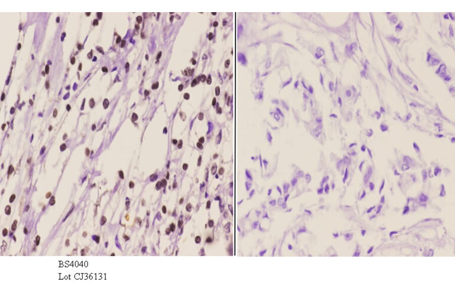 Anti-Chk1 (phospho-S317) Antibody from Bioworld Technology (BS4040) - Antibodies.com