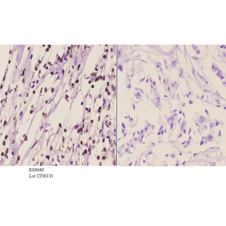 Anti-Chk1 (phospho-S317) Antibody from Bioworld Technology (BS4040) - Antibodies.com