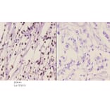 Anti-Chk1 (phospho-S317) Antibody from Bioworld Technology (BS4040) - Antibodies.com