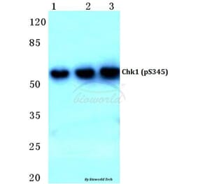 Anti-Chk1 (phospho-S345) Antibody from Bioworld Technology (BS4041) - Antibodies.com