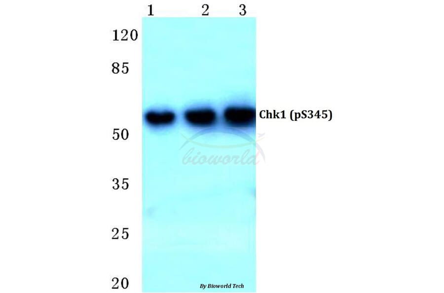Anti-Chk1 (phospho-S345) Antibody from Bioworld Technology (BS4041) - Antibodies.com