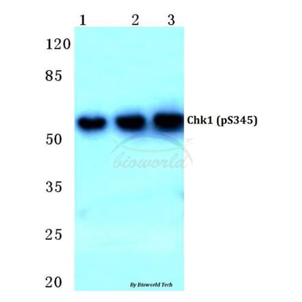 Anti-Chk1 (phospho-S345) Antibody from Bioworld Technology (BS4041) - Antibodies.com