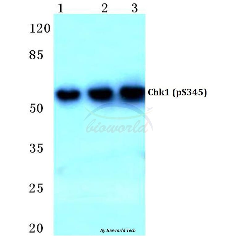 Anti-Chk1 (phospho-S345) Antibody from Bioworld Technology (BS4041) - Antibodies.com