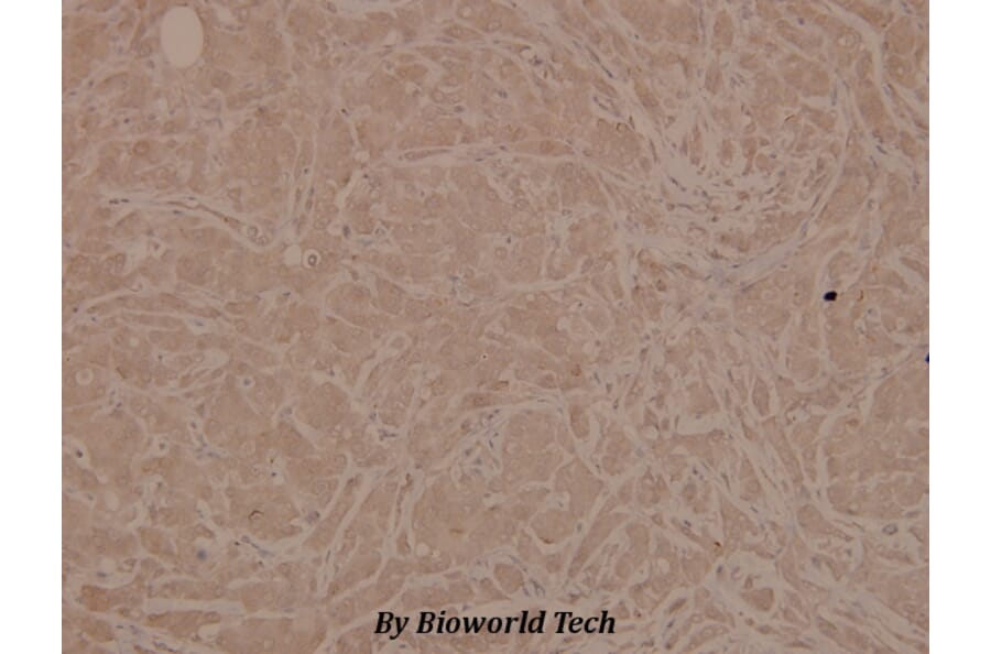 Anti-Chk1 (phospho-S345) Antibody from Bioworld Technology (BS4041) - Antibodies.com