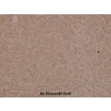 Anti-Chk1 (phospho-S345) Antibody from Bioworld Technology (BS4041) - Antibodies.com