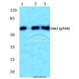 Anti-Chk2 (phospho-T68) Antibody from Bioworld Technology (BS4043) - Antibodies.com