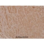Anti-Chk2 (phospho-T68) Antibody from Bioworld Technology (BS4043) - Antibodies.com