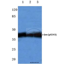 Anti-c-Jun (phospho-S243) Antibody from Bioworld Technology (BS4044) - Antibodies.com