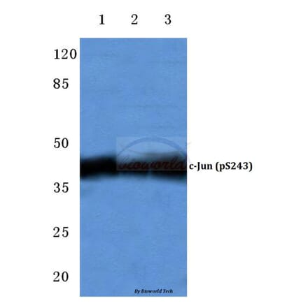Anti-c-Jun (phospho-S243) Antibody from Bioworld Technology (BS4044) - Antibodies.com