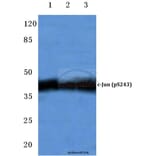 Anti-c-Jun (phospho-S243) Antibody from Bioworld Technology (BS4044) - Antibodies.com
